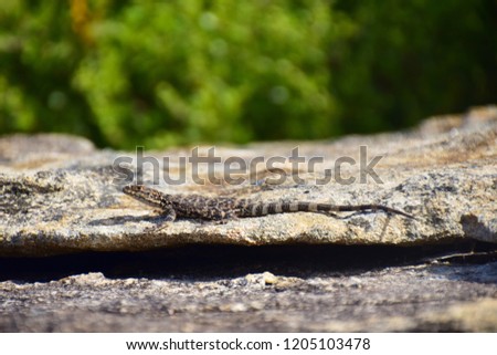 Small lizard sitting on a stone and sunbathing in the Lucky Bay, Cape Le Grand Nationalpark, Esperance - Western Australia