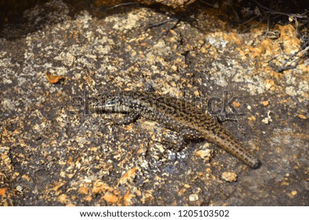 Lizard enjoying the sunshine and sitting on rocks in the Lucky Bay
