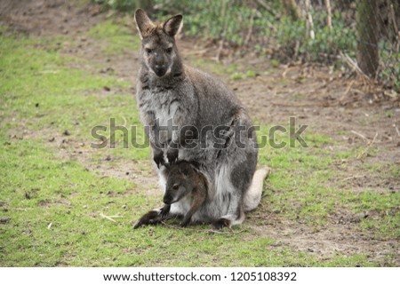 A kangaroo with a baby in a pouch in the wild