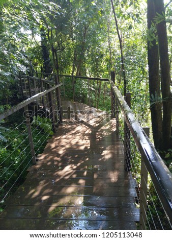 Wooden sky walk as nature trail surrounding with green natural and beautiful sunlight. 