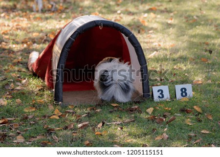 Pomeranian on agility field for dogs, training and competing, jumping over obstacles, crossing over balance ramp, passing through the tunnel, running slalom