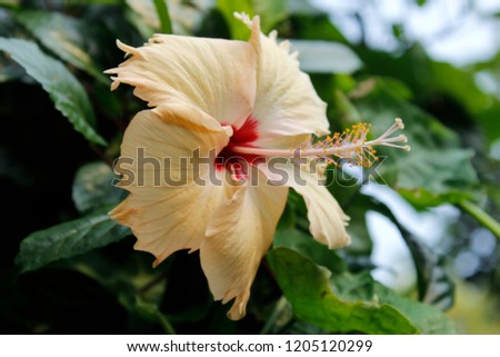 
Big Yellow and red hibiscus flower macro. Exotic flower with green leaves outdoor. Hawaiian traditional flower. Sicilian hibiscus in garden. Beautiful flowering tree. nature and blue sky background.