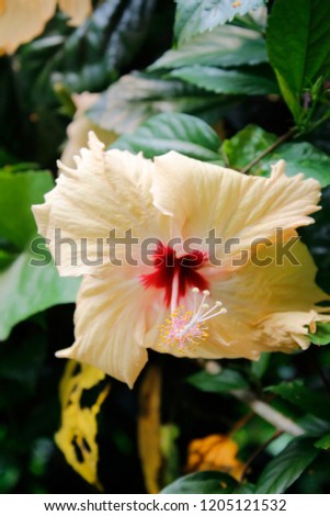 High resulution free stock image of yellow or orange hibiscus flower, Chinese hibiscus,China rose,Hawaiian hibiscus,shoe flower (Hibiscus rosa-sinensis) in garden.red markings on the inside petal.
