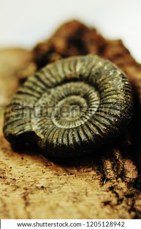 Ammonite Fossil Close-up
