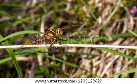 Dragonfly - Photo taken in Co Louth. Ireland