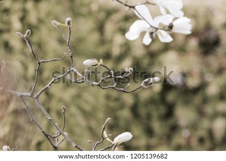 magnolia blossom spring tree