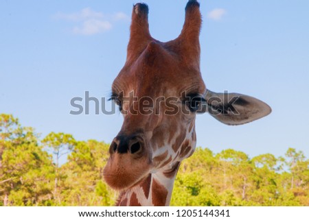 
A portrait of Giraffe with a Long neck