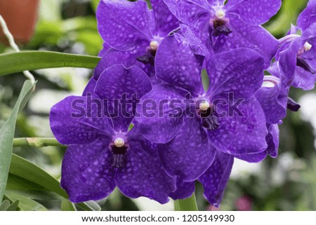 Close-up of a purple orchid. Picture taken in the Orchidarium in prangins, Switzerland
