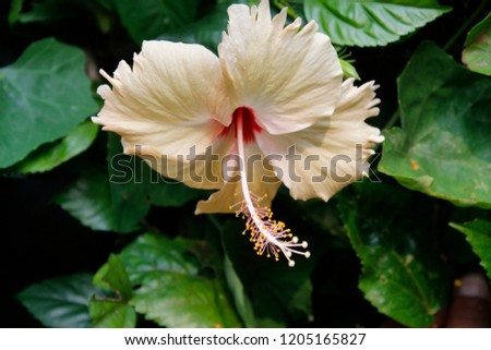 Free stock image,Large, distinctive Yellow or orange-red hibiscus flower blooming in garden under sunlight with greenery behind.Common names Chinese hibiscus, China rose,Hawaiian hibiscus, shoe flower