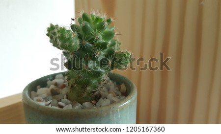 little cactus and Succulent plants
