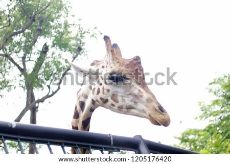 Giraffes are super cute, giraffes are eating