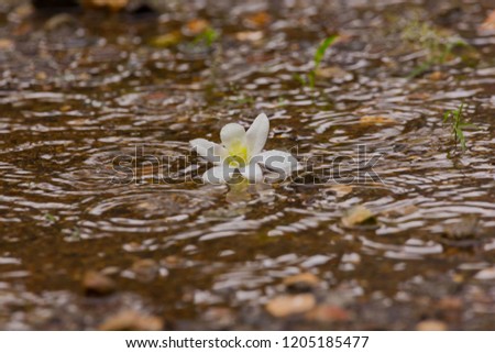 Orchid blossom in puddle after heavy tropical rain in rainy season monsoon season in Philippines Asia