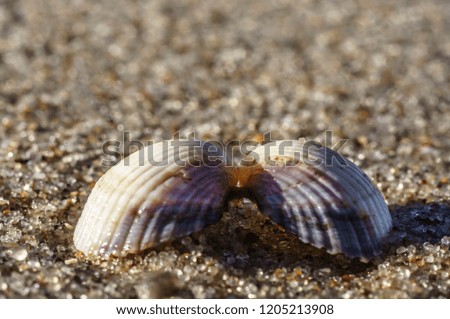 Two halves of a seashell hold together at the Baltic Sea beach