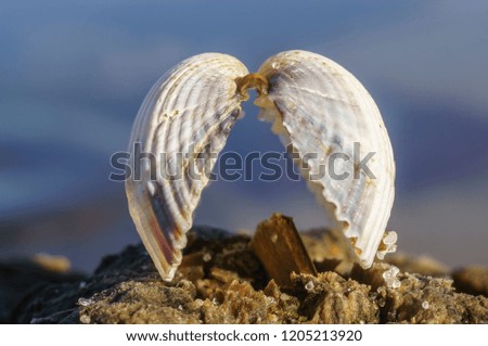Two halves of a seashell hold together at the Baltic Sea beach