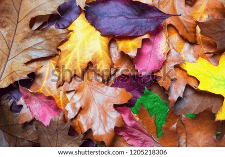 Colorful Autumn Leaves Lying On The Ground - Seasonal Autumn Background