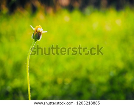 Flower of Coat buttons, Mexican daisy, Tridax daisy, Wild Daisy, Tridax procumbens with blurred green background for presentation