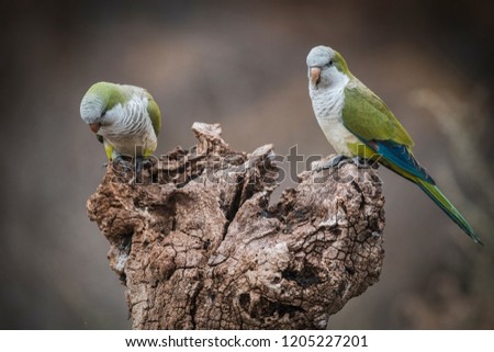 Parakeet,in jungle environment, La Pampa, Patagonia, Argentina