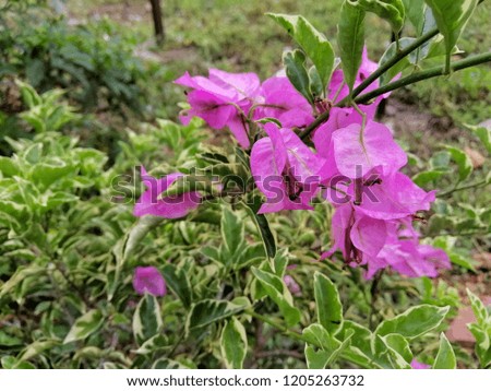 Beautiful purple Bougainvillea flower tree on nature
