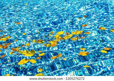 Autumn leaves water in the pool as an abstract background