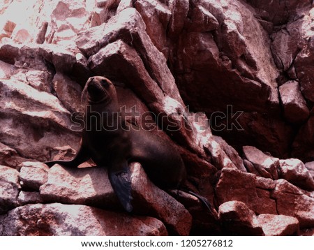 Sweet sea lion posing in the red rocks 