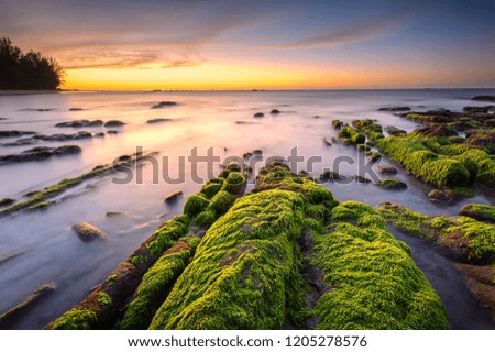 Sunset Seascape with natural coastal rocks covered by green moss. soft focus due to slow shutter.
