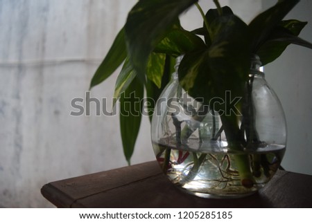 Flower Pot Insipiration Royalty-Free Stock Photo #1205285185