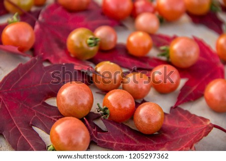 Fresh red ripe autumn cherry tomatoes laying on red mapel leaves on a background of an old cement table