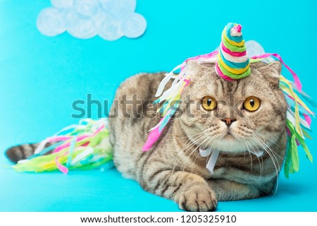 Large Scottish or British gray cat in the role of a unicorn, with a pink horn on a pink background, the concept of a fairy tale, colorful photography. On a blue background with clouds or sky