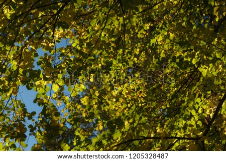 Green foliage of the tree against the backdrop of a clear blue sky. Abstract background. Soft focus.Warm autumn day in the park. Falling autumn leaf from a tree. Soft focus and beautiful bokeh. 