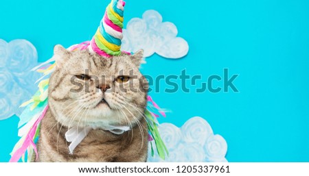 Large Scottish or British gray cat in the role of a unicorn, with a pink horn on a pink background, the concept of a fairy tale, colorful photography. On a blue background with clouds or sky