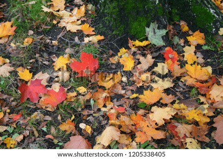 Autumn background. Colorful fallen leaves.