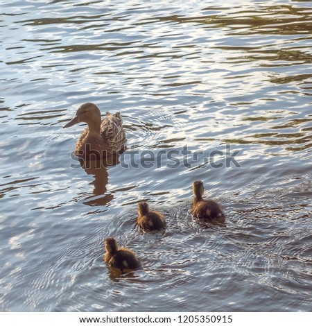 Mom-Duck swims with ducklings on the water with glare.