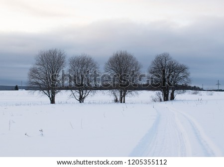 four trees in a winter field