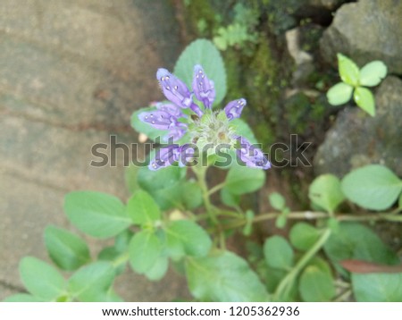 blue violet tulips nature
