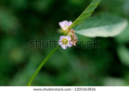 High resulution free stock image of small violet or purple colour flower blooming in wild with natural green bokeh background with copy space. Beautiful yellow markings on the inside petal.