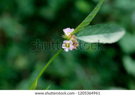 High resulution free stock image of small violet or purple colour flower blooming in wild with natural green bokeh background with copy space. Beautiful yellow markings on the inside petal.