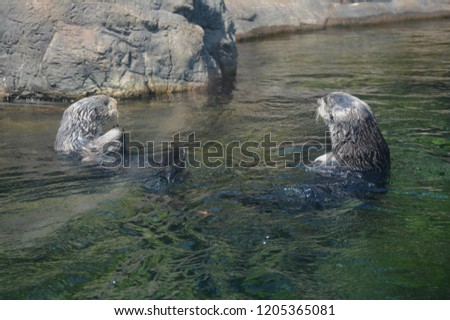 Appealing capture of two young southern sea otters interacting in a tranquil sunny aquatic habitat.
