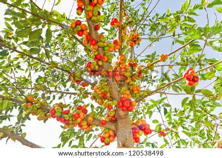 Ficus carica (Thai Fig ripe )