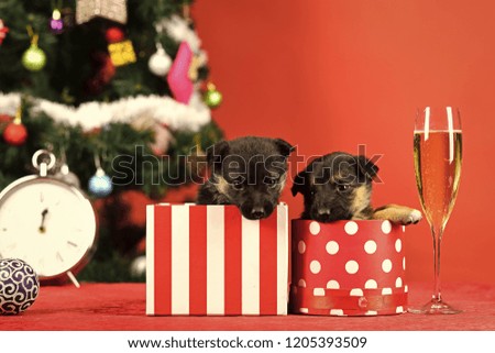 Boxing day and winter xmas party. Dog year, pet on red background. Santa puppy at Christmas tree in present box. Year of dog, holiday celebration with champagne in wine glass. New year puppy at clock.