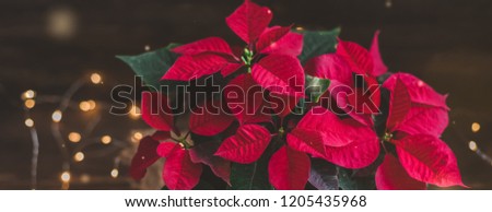 Christmas Poinsettia isolated in wooden vintage rustic background. Toned. With garland. Royalty-Free Stock Photo #1205435968