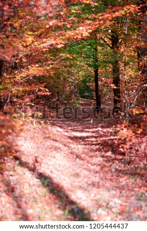 beautiful forest paths with fallen leaves, closeup