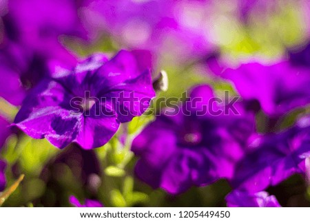 Beautiful colorful flowers 