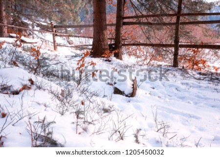 Winter forest in snow, seasonal mountain landscape