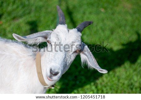 Isolated goat closes its eyes because of the sun, stands on fresh green grass in the countryside. Goat head in the left side of the picture. Animal background with a free space for text