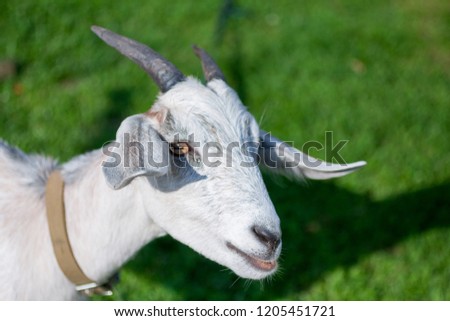 Isolated goat stands on fresh green grass in the countryside. Goat head in the left side of the picture. Animal background with a free space for text