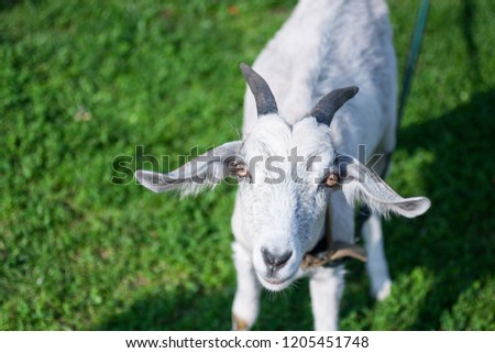 Isolated goat looking straight into the camera, stands on fresh green grass in the countryside. Goat head in the right side of the picture. Animal background with a free space for text