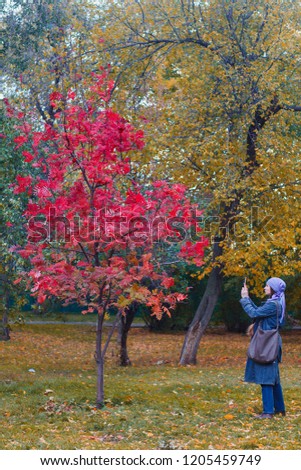 Woman taking pictures on mobile phone beautiful tree with red leaves in the Park in the fall.