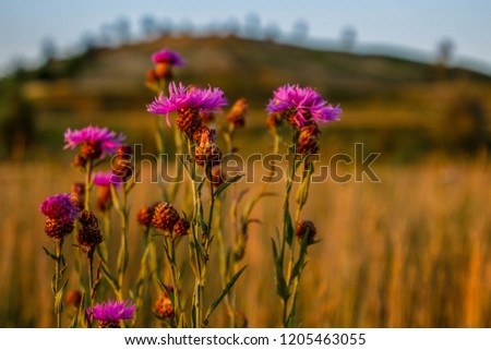 Wildflowers at sunset in silence