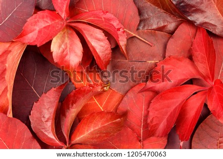 
background of red leaves