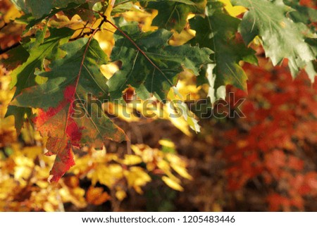fall leaf background picture 